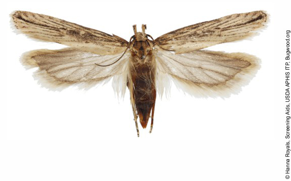 Female Tecia solanivora