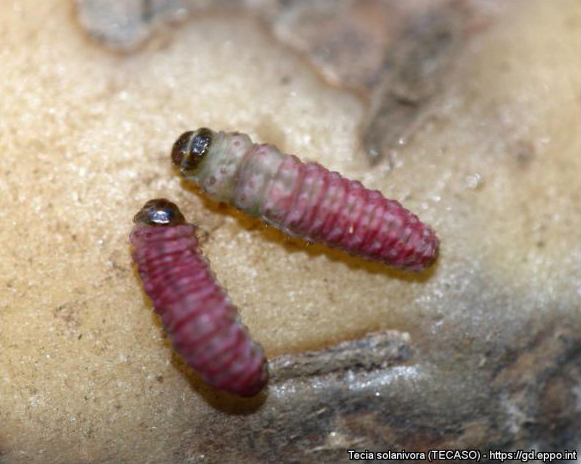 Larvae in the 4º stage