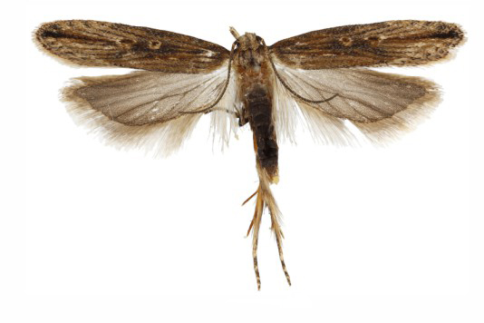 Male Tecia solanivora