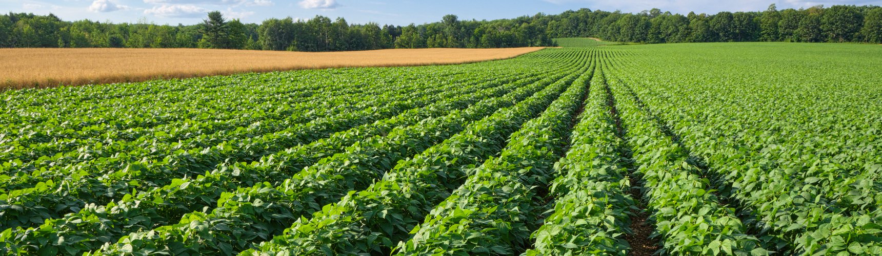 potato plantation