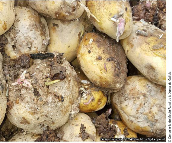 Damaged potatoes and Tecia solanivora larvae