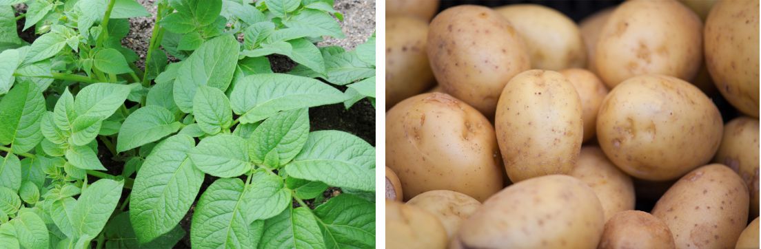 potato plant